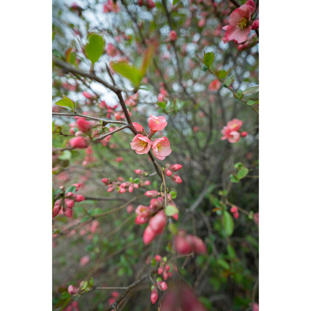 SIGMA - AF 16-28MM F/2.8 DG DN (C) F/SE