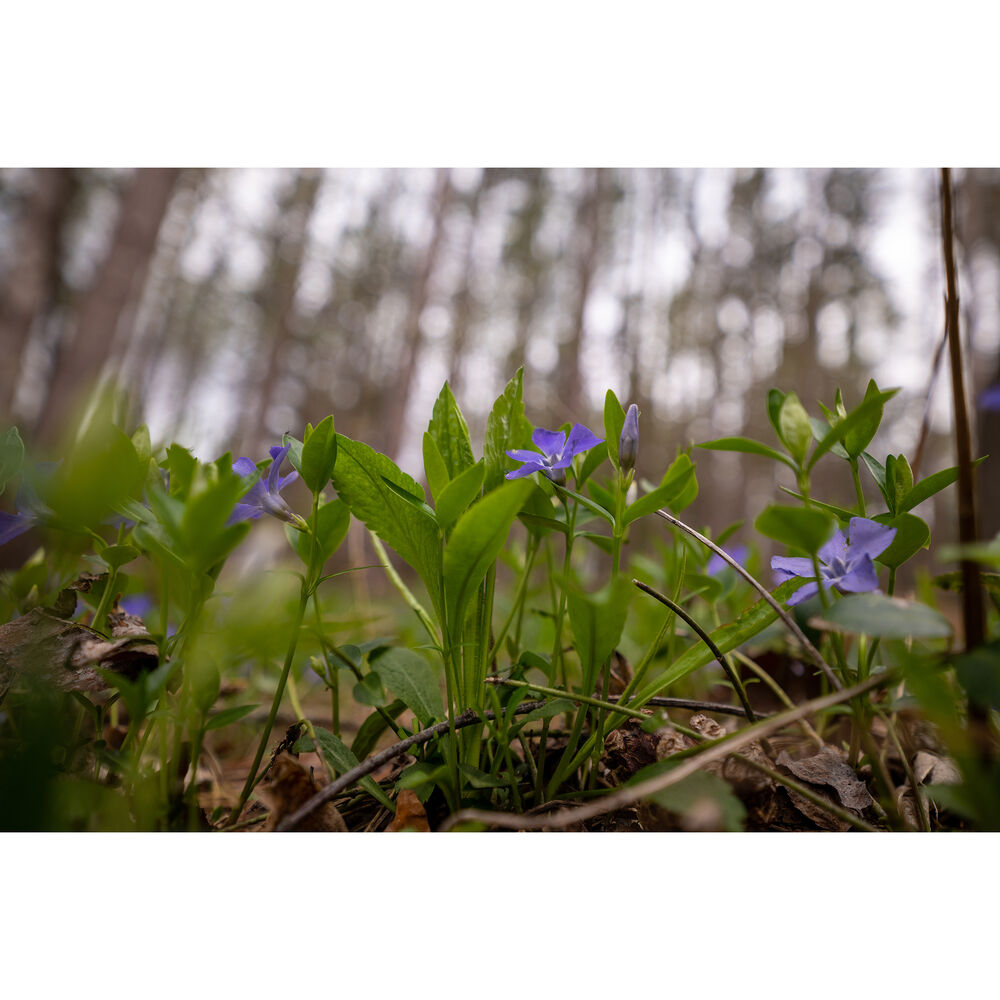SIGMA - AF 16-28MM F/2.8 DG DN (C) F/SE