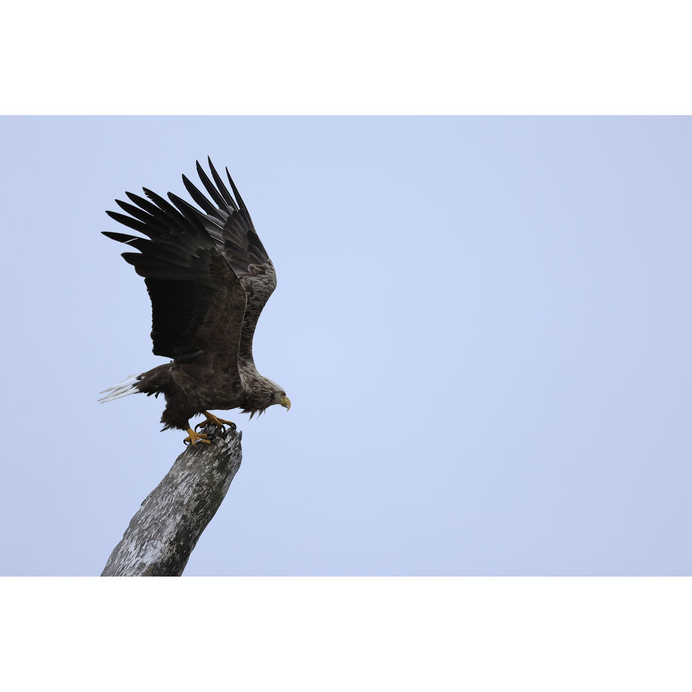 Canon RF 100-400mm F5.6-8 IS USM Lens