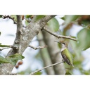 Canon RF 200-800mm F6.3-9 IS USM Lens