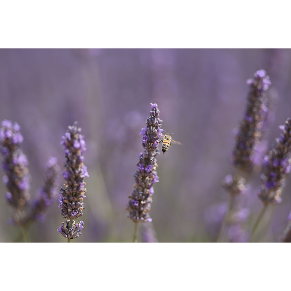 Canon RF 70-200mm F2.8 L IS USM Z Lens