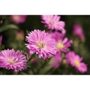 Canon RF-S 55-210mm F5-7.1 IS STM Lens