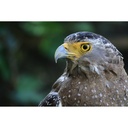 Canon RF-S 55-210mm F5-7.1 IS STM Lens
