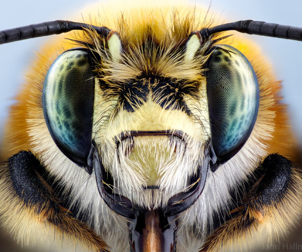 Laowa 100mm F/2.8 2X Ultra Macro Pro -Sony Fe