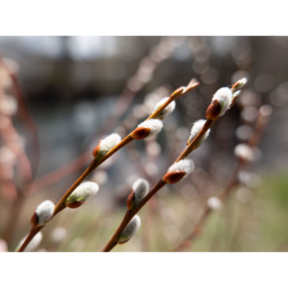 Panasonic Lumix S 20-60mm Lens
