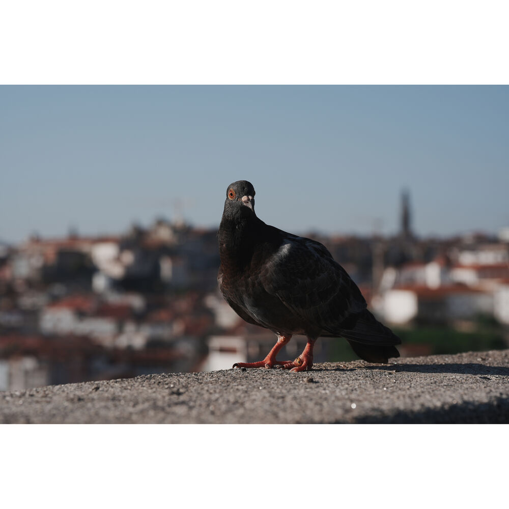 Sony a7 V Aynasız Fotoğraf Makinesi