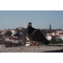 Sony a7 V Aynasız Fotoğraf Makinesi