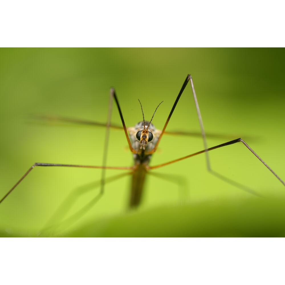 Sony FE 100mm f/2.8 Macro GM Lens (Sony E)