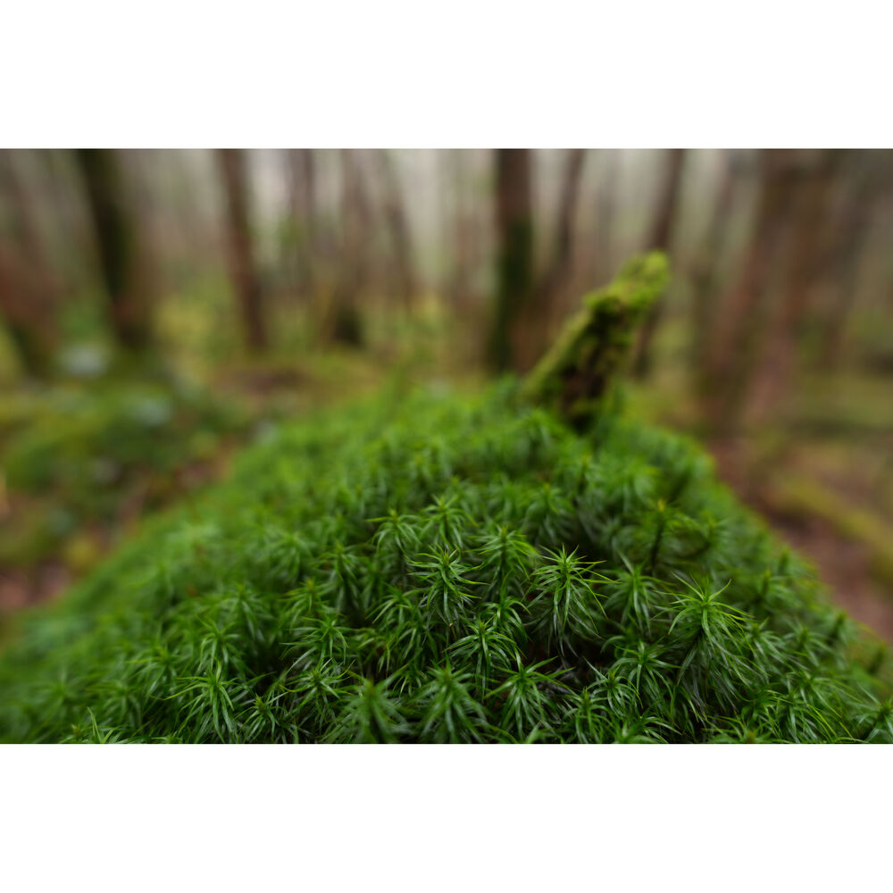 Sony FE 16mm f/1.8 G Lens (Sony E)