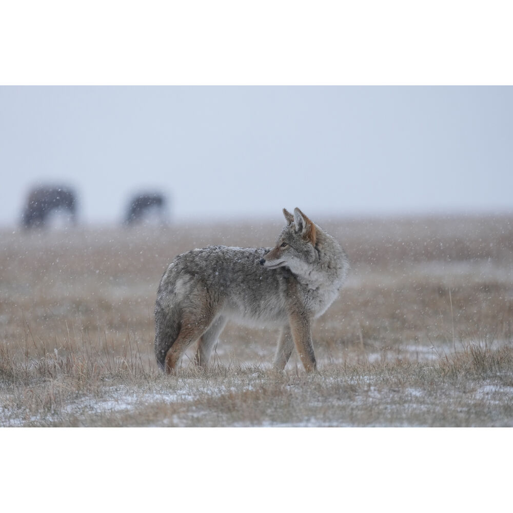 Sony FE 400-800mm f/6.3-8 G OSS Lens (Sony E)