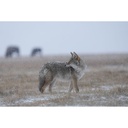 Sony FE 400-800mm f/6.3-8 G OSS Lens (Sony E)