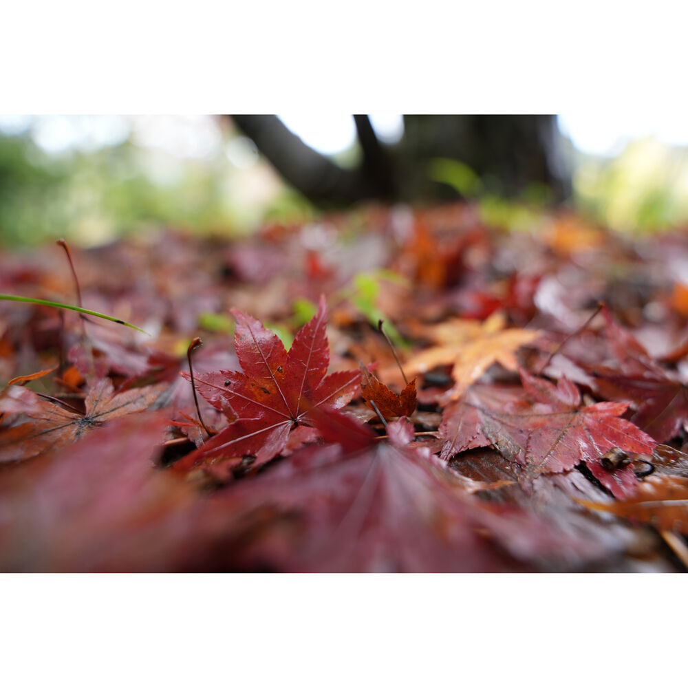 Sony FE 16-25mm f/2.8 G Lens (Sony E)